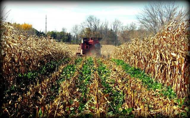 cover crops