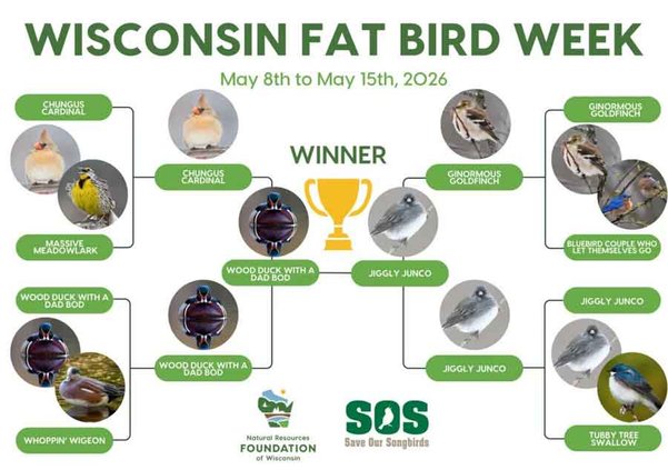 Fat Bird