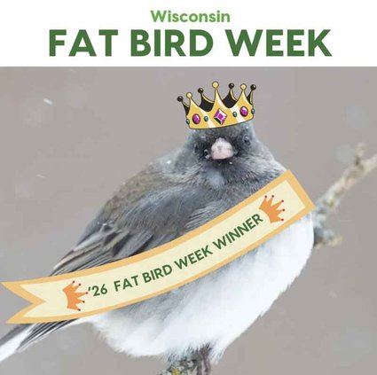 Fat Bird