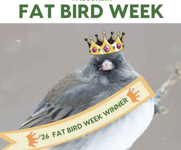 Fat Bird