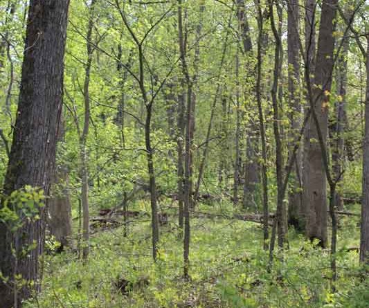 forest trees