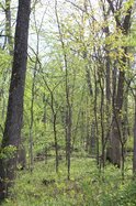 forest trees