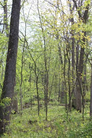 Invasive plants and insects remain a concern in Wisconsin