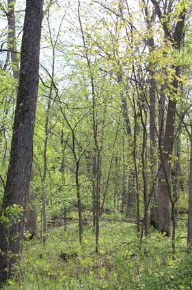 forest trees