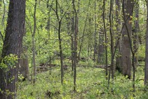 forest trees