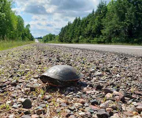 turtle