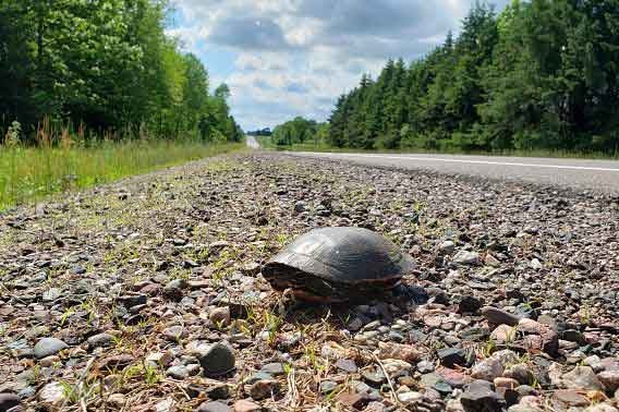 turtle