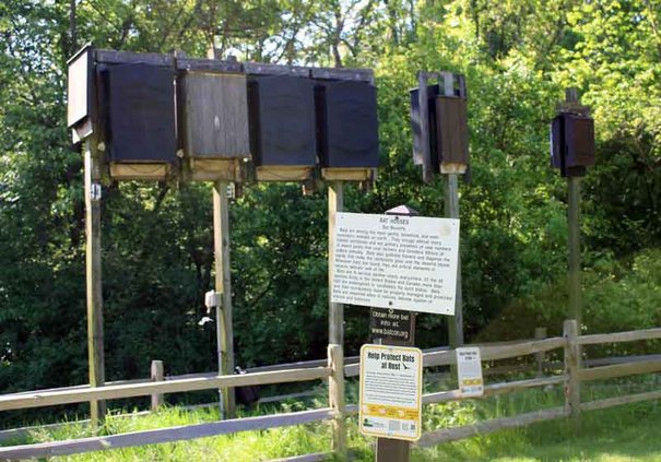 Bat studies take place in Lafayette, Grant counties