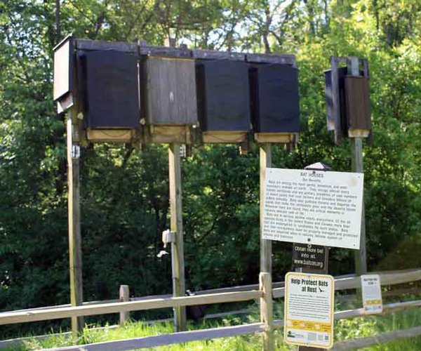 Bat studies take place in Lafayette, Grant counties