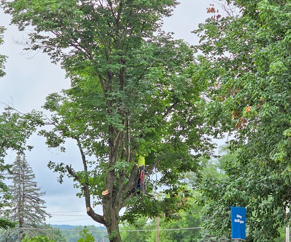 Triangle Park tree removal