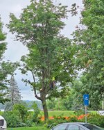 Triangle Park tree removal