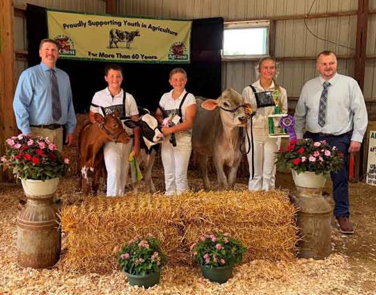 cattle show