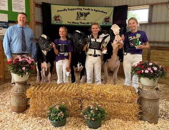 cattle show