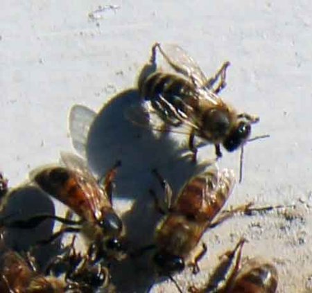 Yellowstone Lake insect