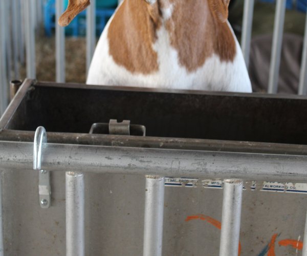 Scenes from the Lafayette County Fair