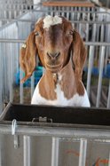 Scenes from the Lafayette County Fair