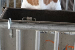 Scenes from the Lafayette County Fair