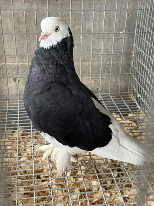 Green County Fair 2026