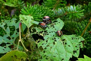 Japanese Beetles