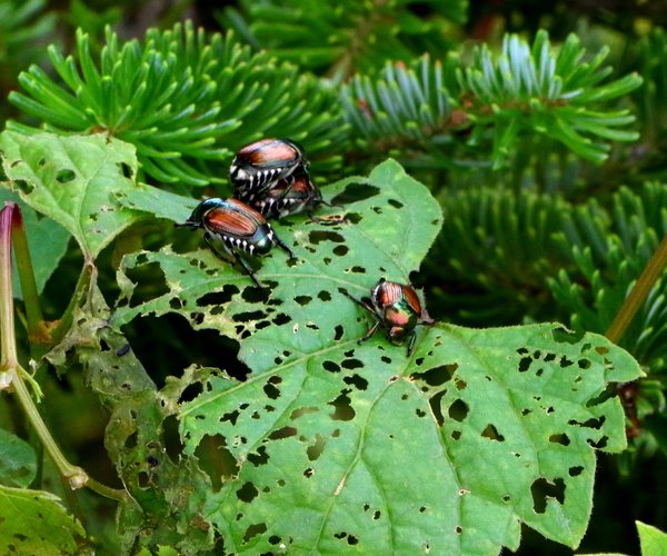 Japanese Beetles