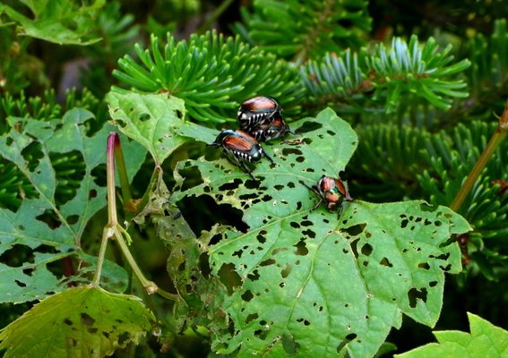 Japanese Beetles