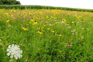 Wild Flowers