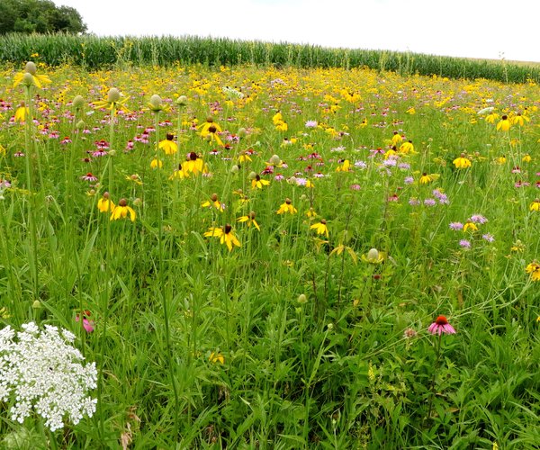 Wild Flowers