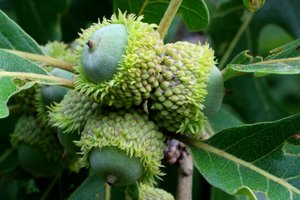Bur oak acorns