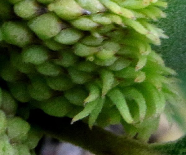 Bur oak acorns