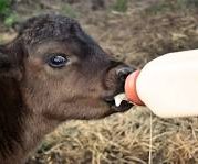 Calf raising