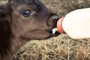 Calf raising