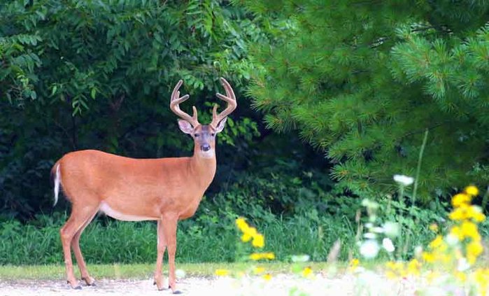 deer