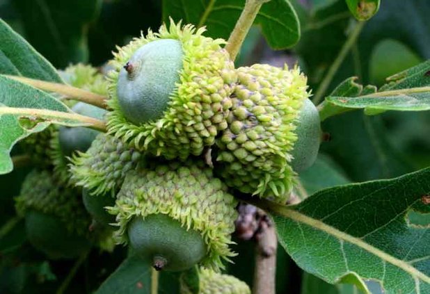 acorn