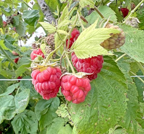 Humble Harvest 3