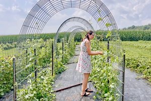 Humble Harvest 1