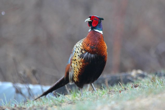 Pheasant