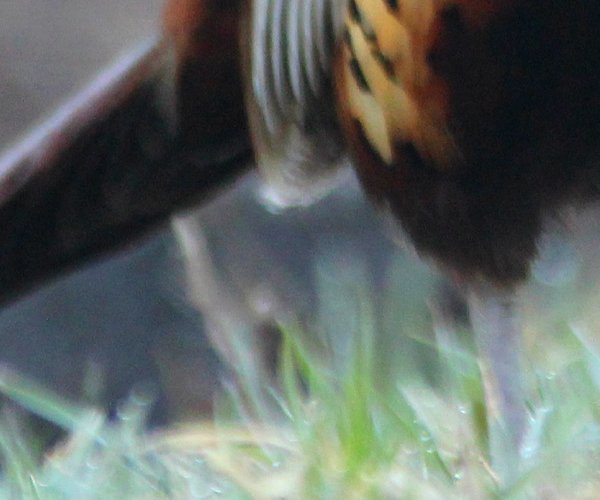 Pheasant