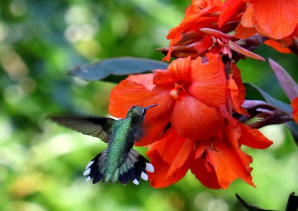 Ruby-throated hummingbird