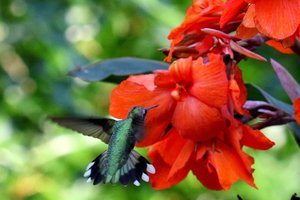 Ruby-throated hummingbird