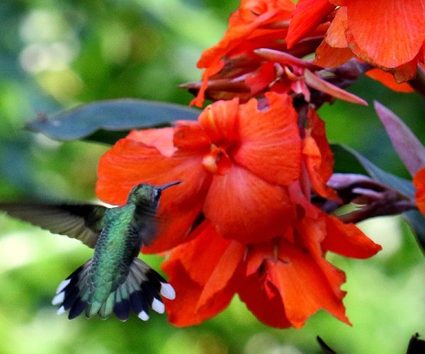 Ruby-throated hummingbird