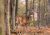 anterless deer