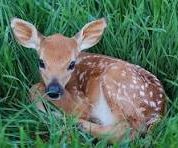 baby deer