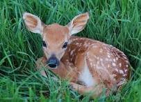 baby deer