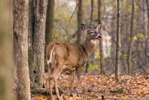 anterless deer