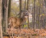 anterless deer