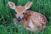 baby deer