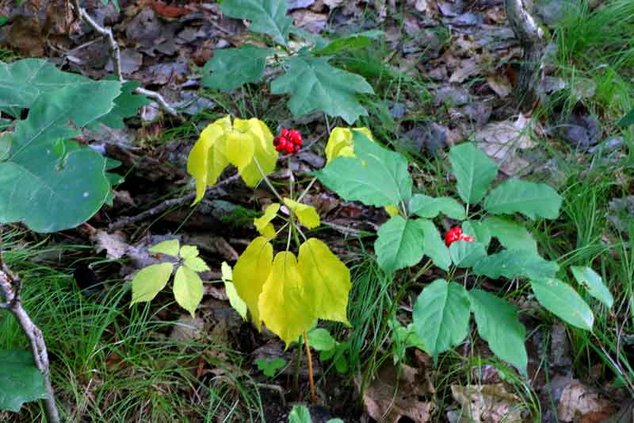 ginseng