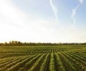 farmland