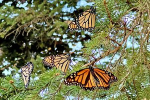 Monarchs 1