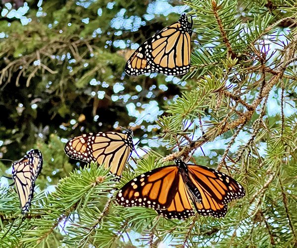 Monarchs 1